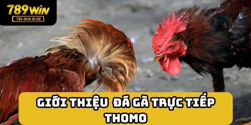 Đá gà trực tiếp Thomo - Hình thức chơi ấn tượng tại đấu trường lớn Đá gà trực tiếp Thomo - Hình thức chơi ấn tượng tại đấu trường lớn