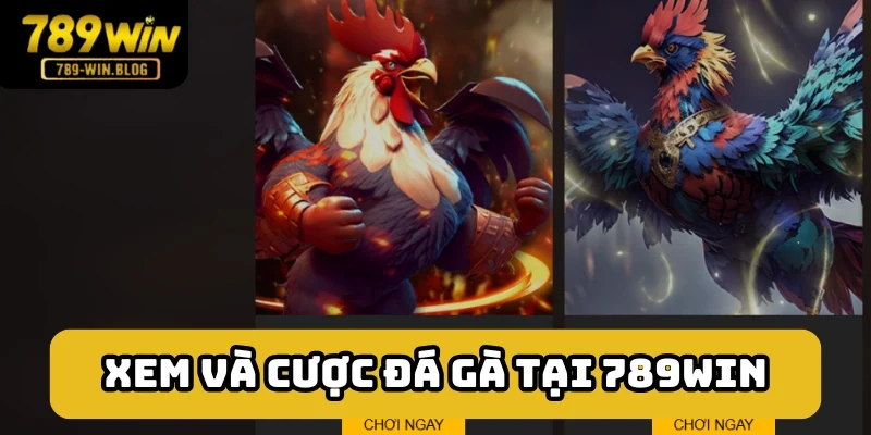 Tìm đến 789win xem và cược chọi kê Thomo Tìm đến 789win xem và cược chọi kê Thomo